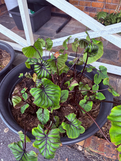 Colocasia Pharoahs Mask non tc