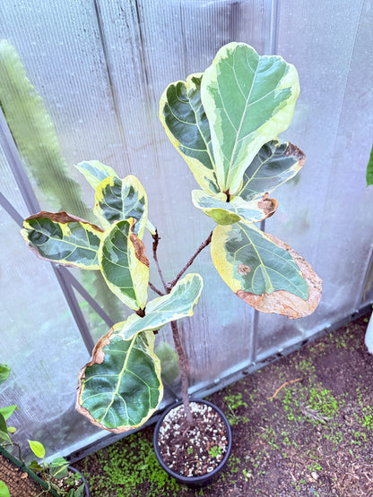 Fiddle Leaf Fig Variegated