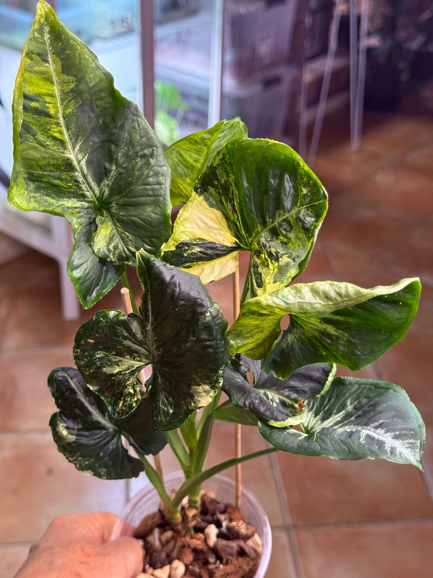 Syngonium Scrambled Eggs - SE5