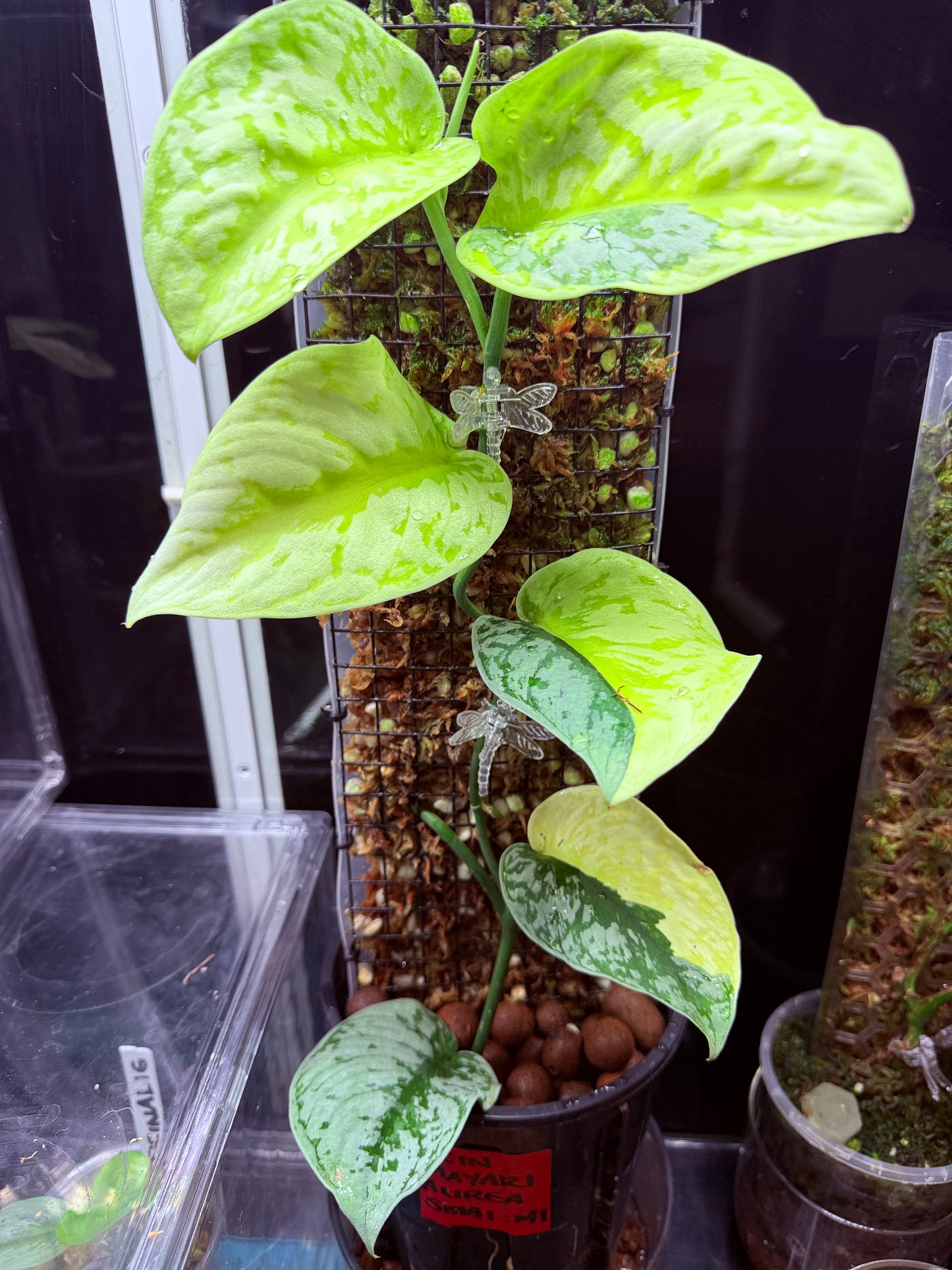 Scindapsus Mayari Aurea Totem