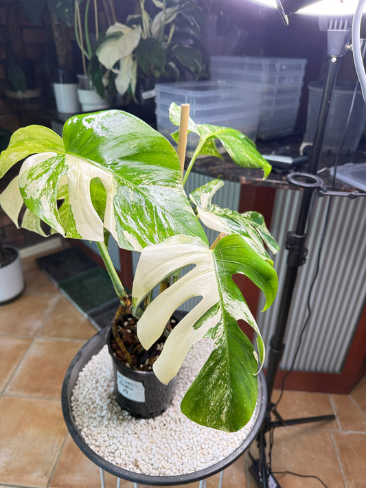 Monstera Borsigana Variegated - MBA