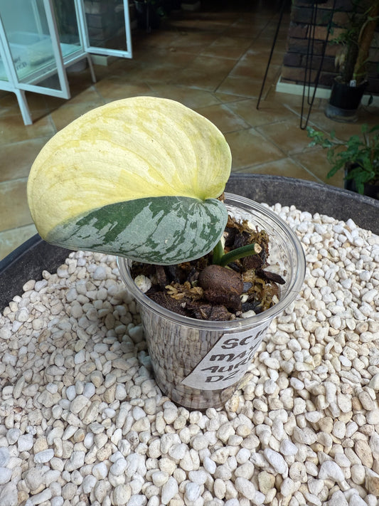 Scindapsus Mayari Aurea - D2