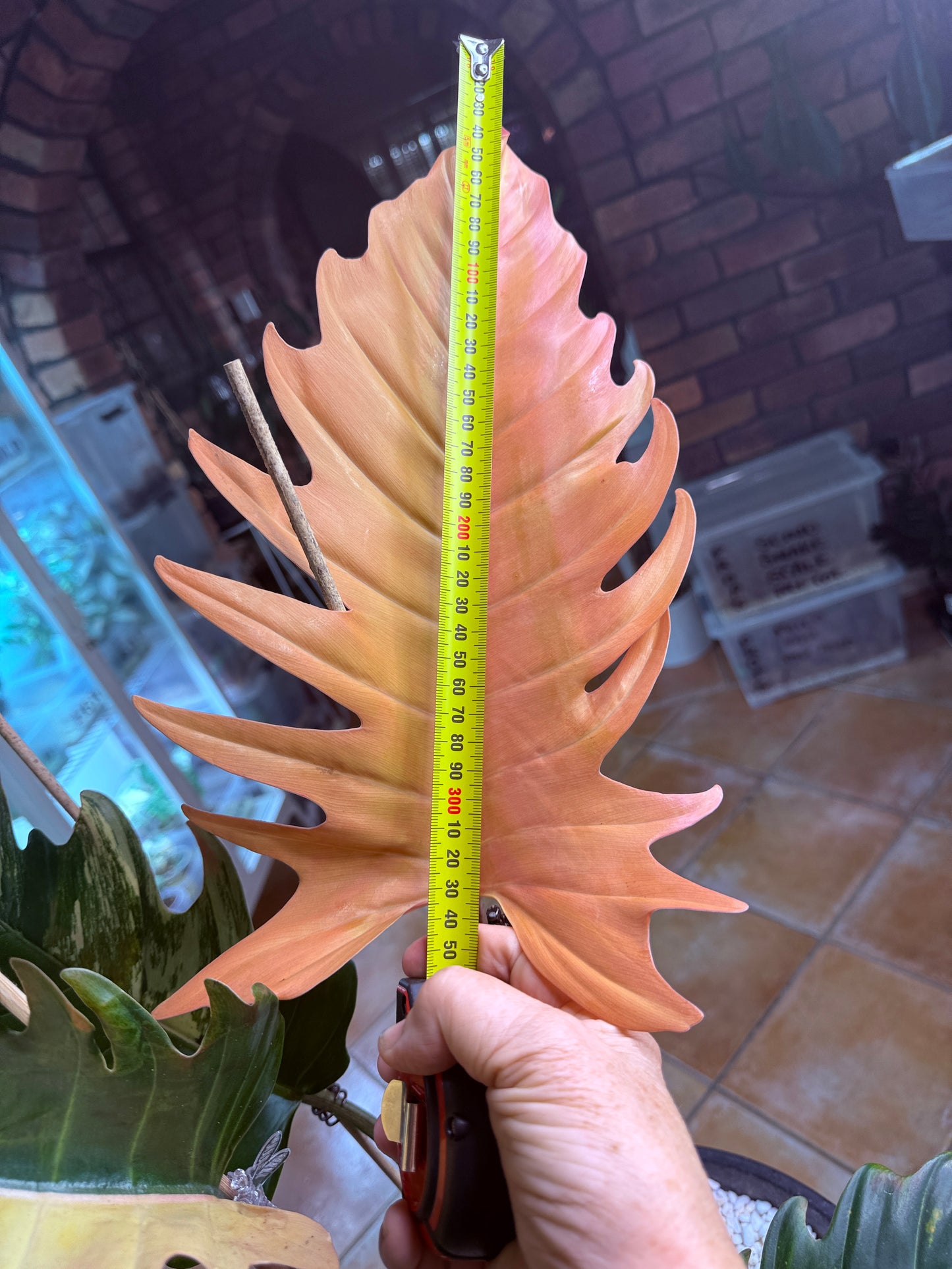 Philodendron Caramel Marble Variegated - PKM4