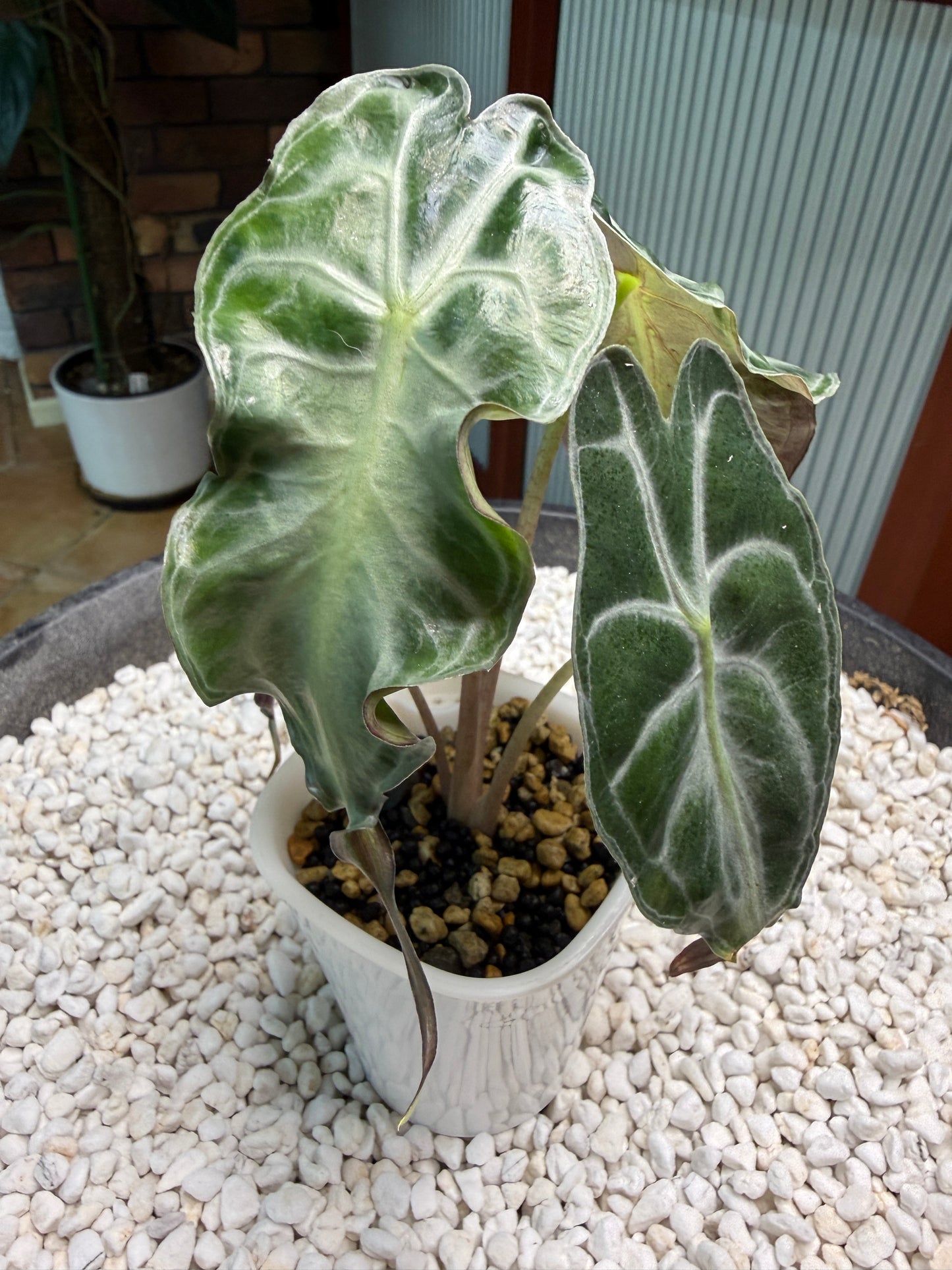 Alocasia Venom large - AV1 self watering pot