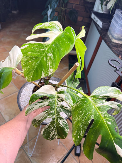 Monstera Borsigana Variegated - MBA