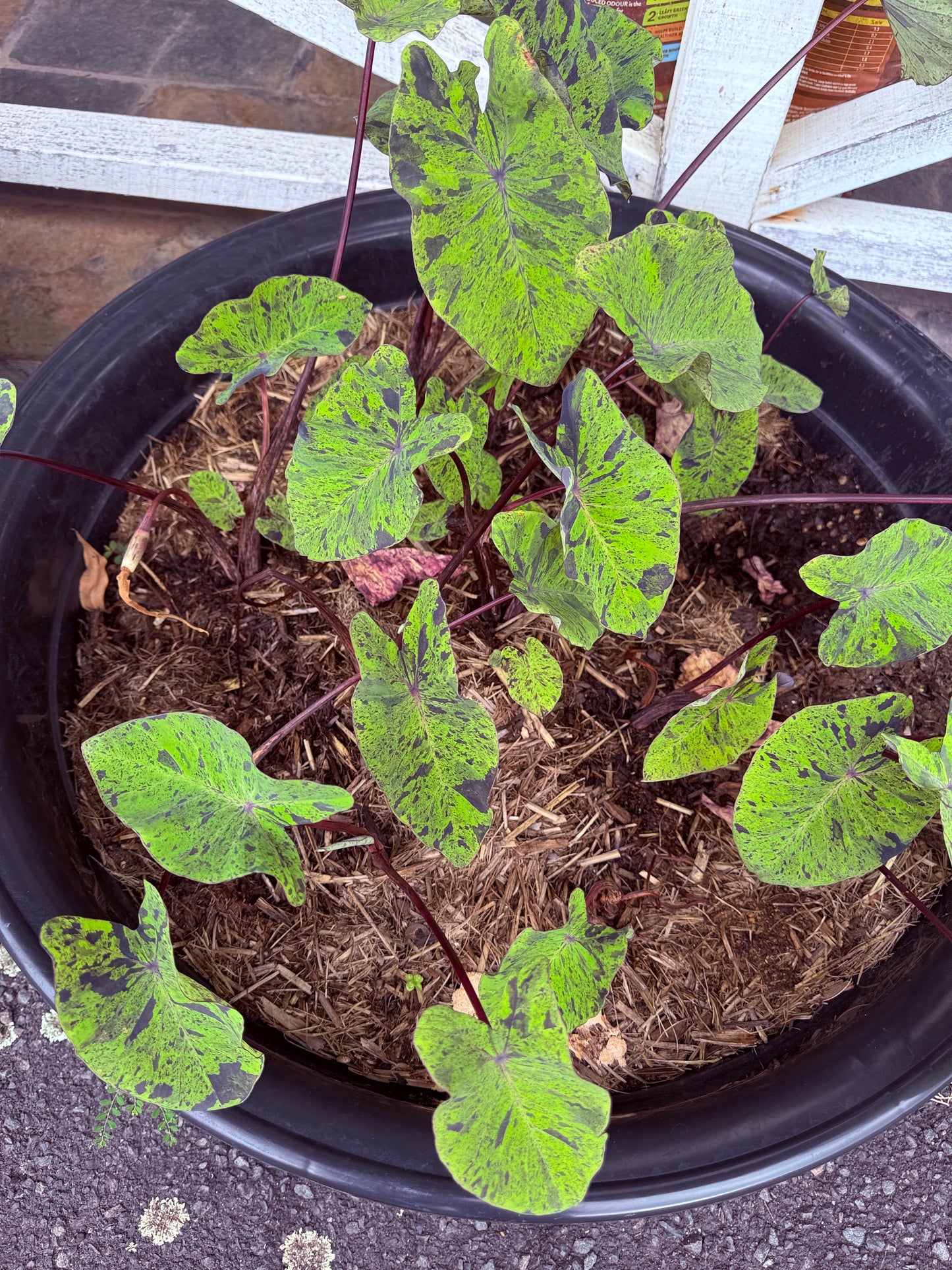 Colocasia Mojito
