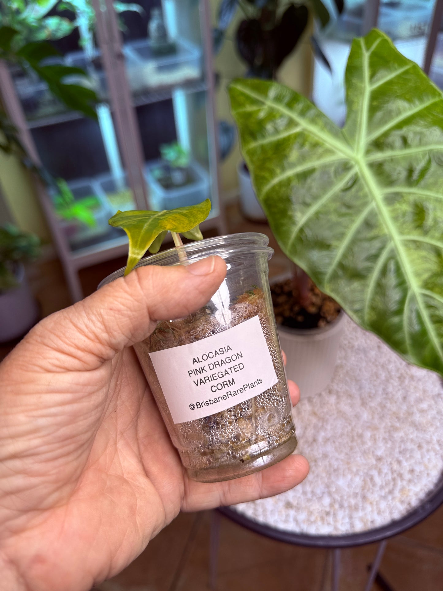 Alocasia Pink Dragon Variegated corm grown