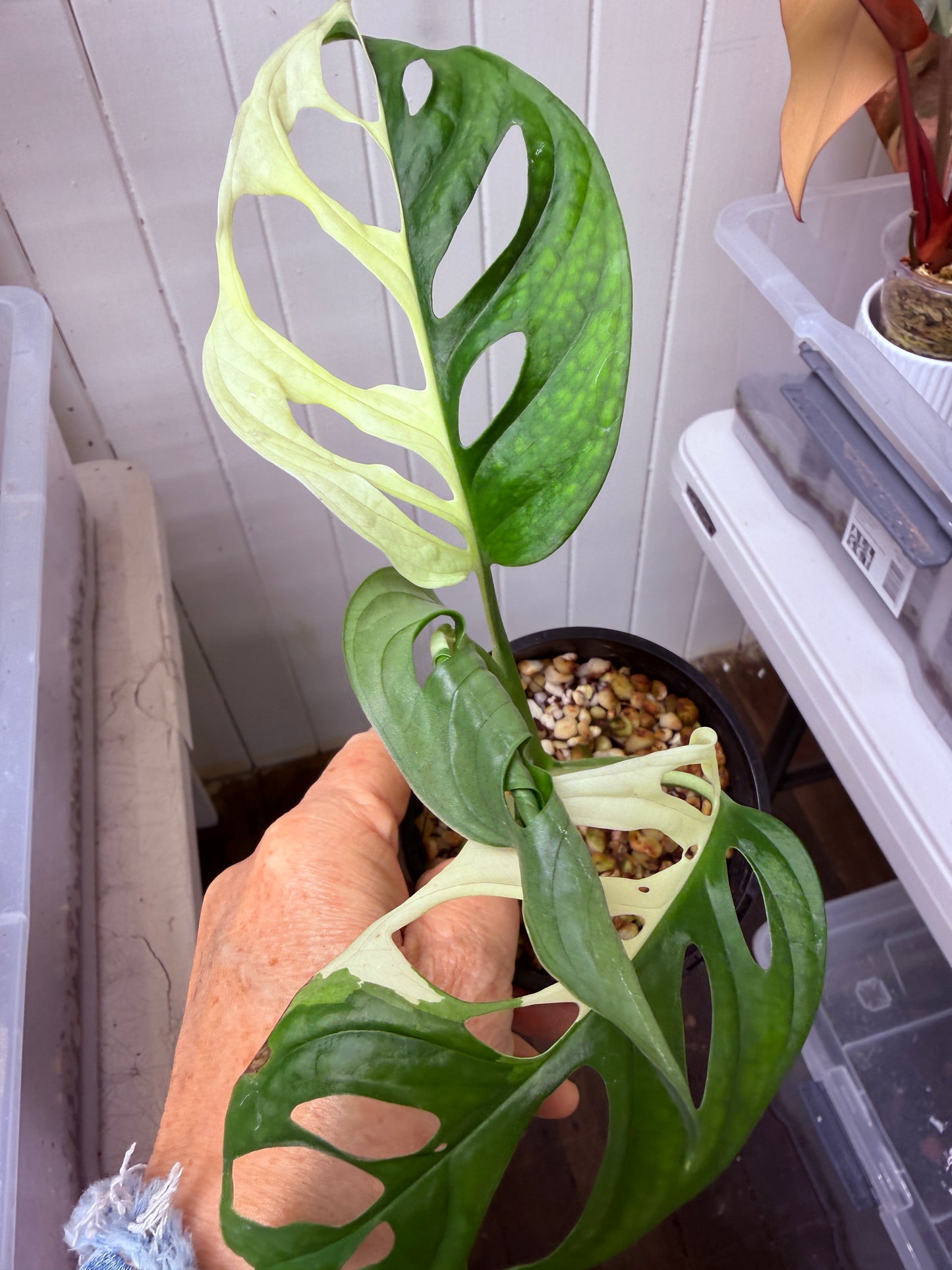 Monstera Adansonii Var Half Moon - MA5