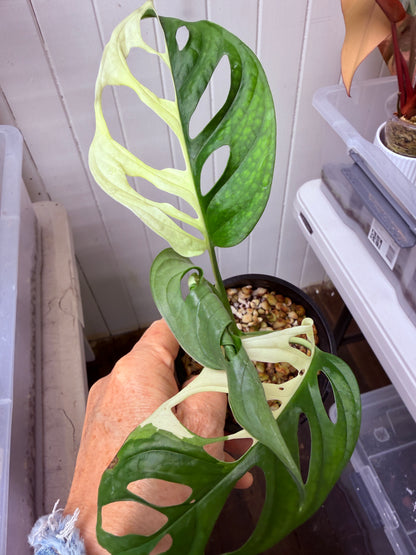 Monstera Adansonii Var Half Moon - MA5