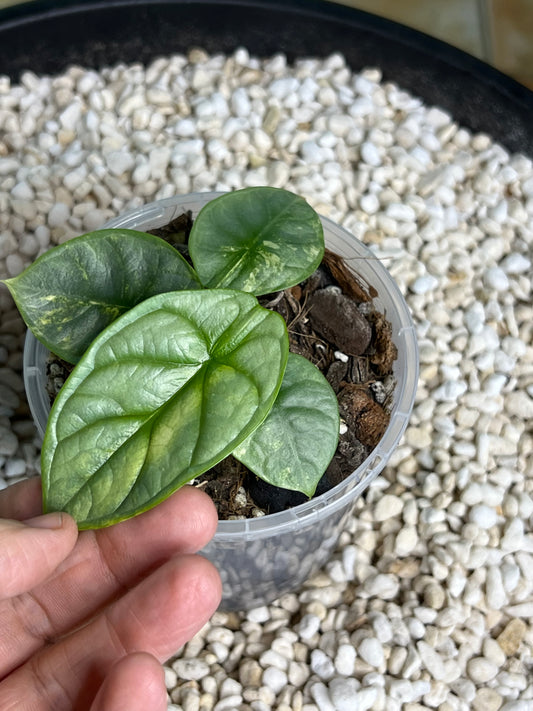 Alocasia Silver Dragon Variegated
