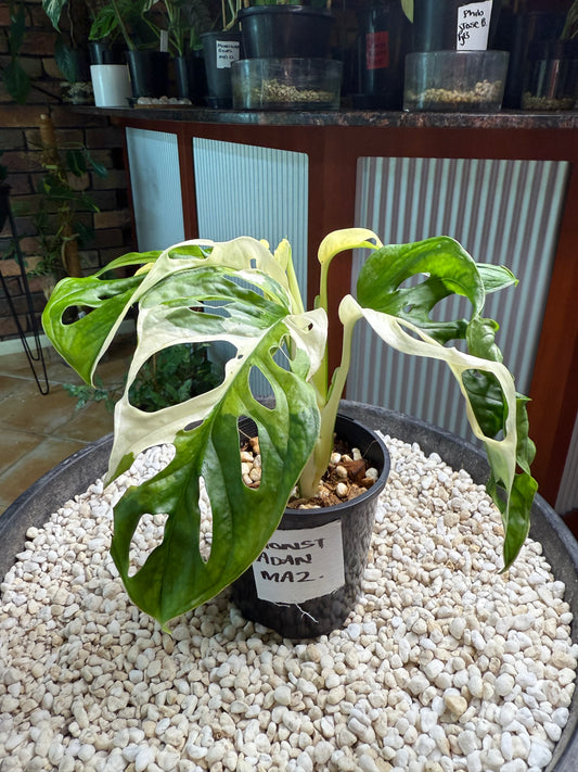 Monstera Adansonii Japanese Tri Colour - MA2