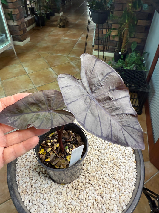 Colocasia Black Ripple - CBR