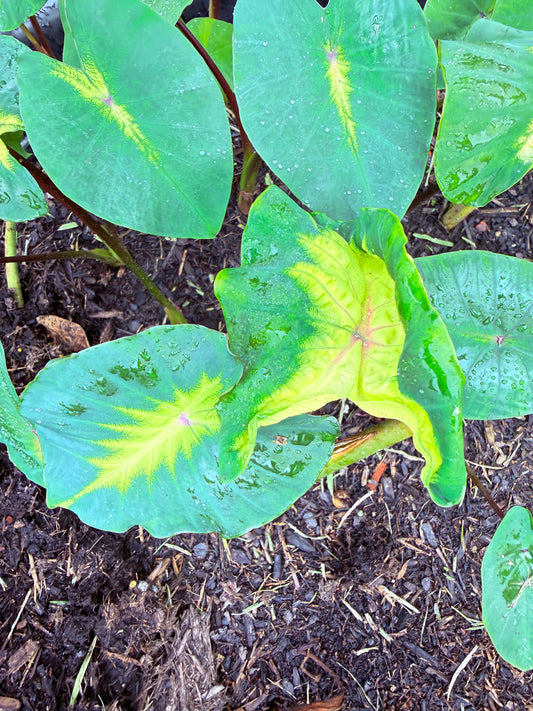 Colocasia Queen of Phoenix - sellers choice