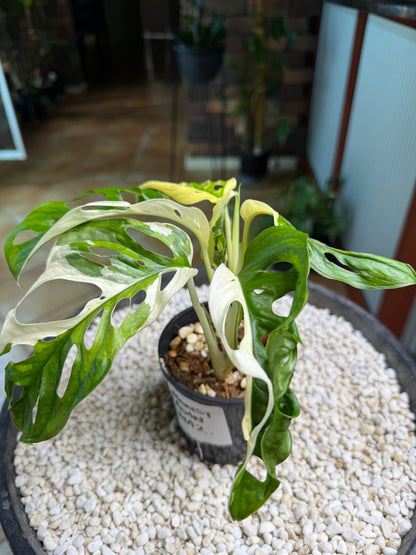 Monstera Adansonii Japanese Tri Colour - MA2