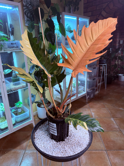 Philodendron Caramel Marble Variegated - PKM4