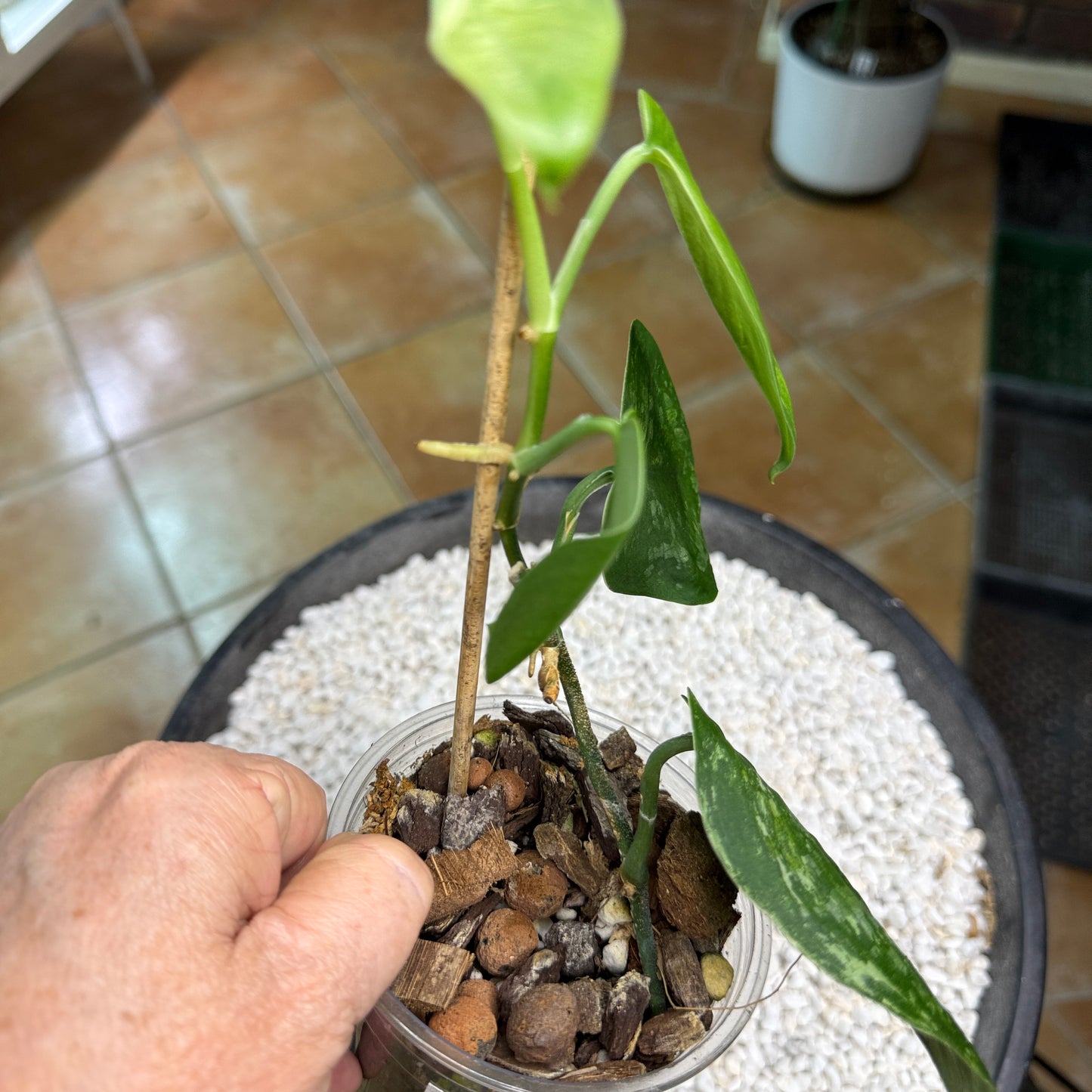 Scindapsus Silver Splash Dark - EEII