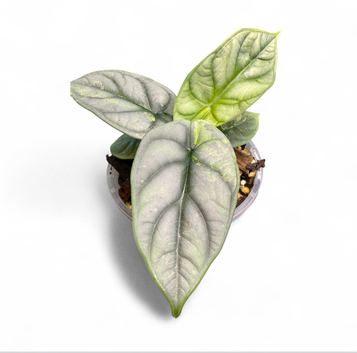 Alocasia Silver Dragon Variegated
