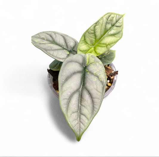 Alocasia Silver Dragon Variegated
