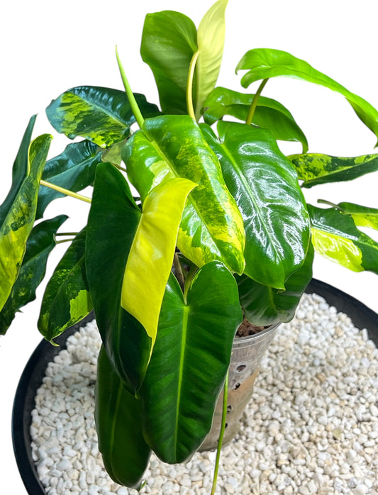 Philodendron Variegated Burle Marx