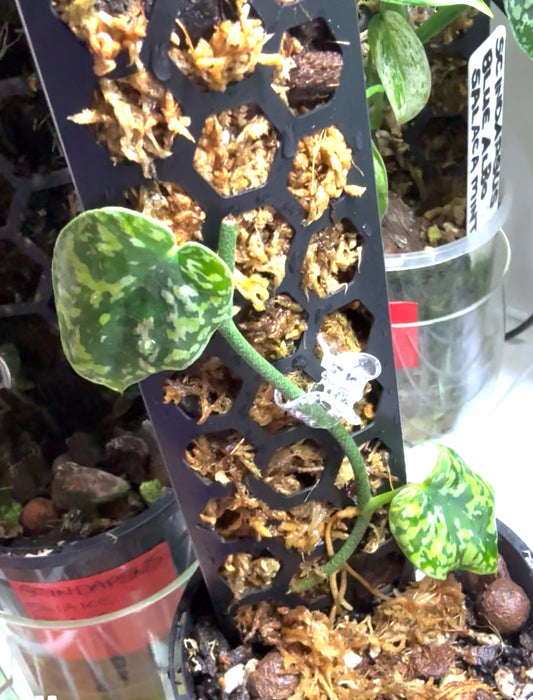 Scindapsus Borneo set up with Moss pole in semi hydro