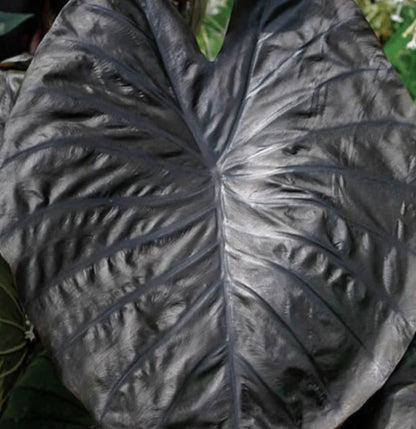 Colocasia Diamond head Medium - large size