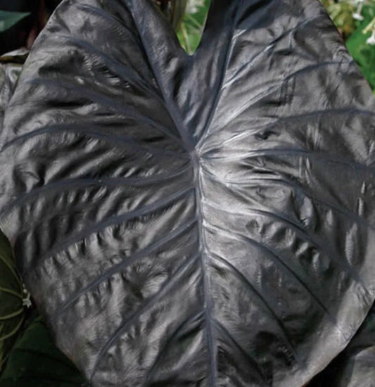 Colocasia Diamond head Medium - large size