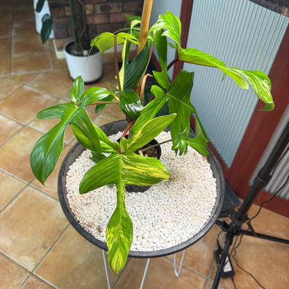 Philodendron Florida Beauty - PFB6 - non tc large leaves