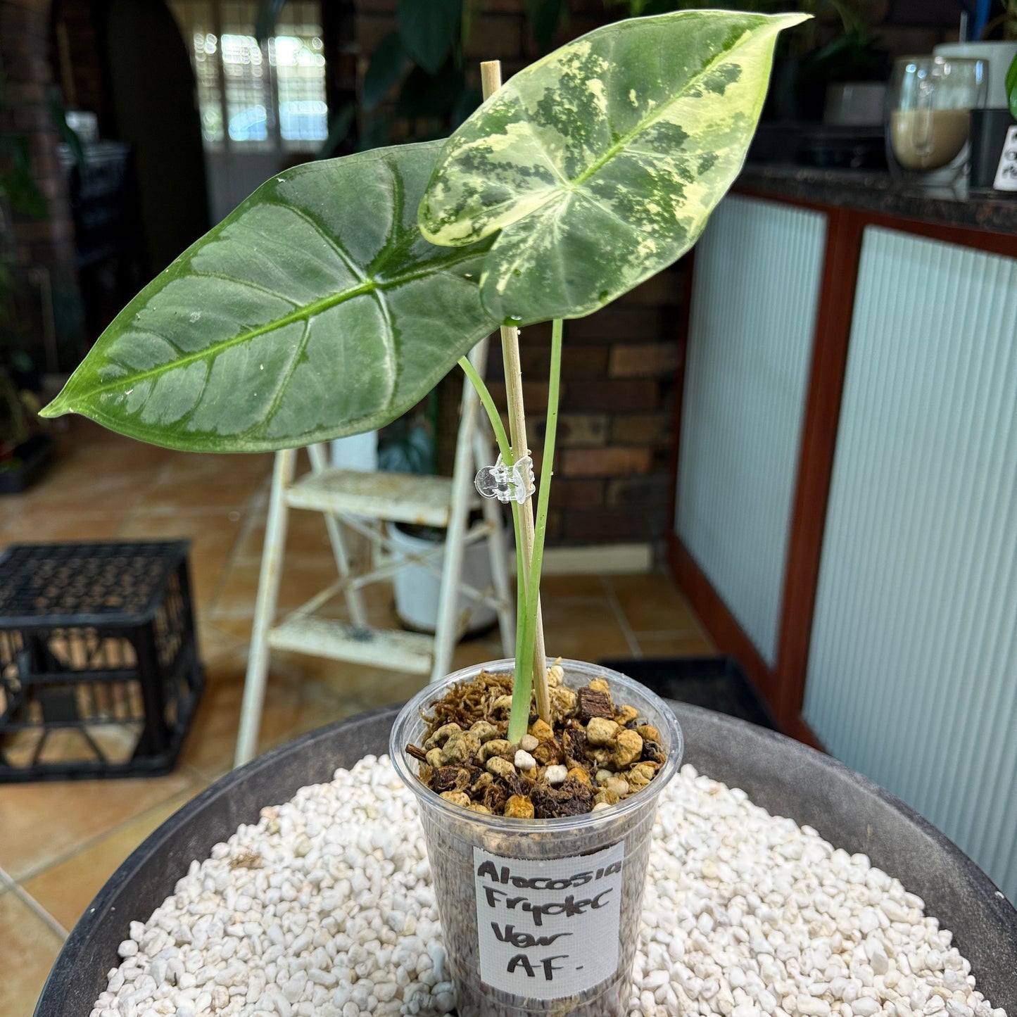 Alocasia Frydek - AF