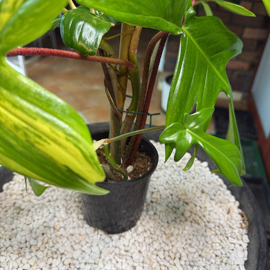 Philodendron Florida Beauty - PFB6 - non tc large leaves