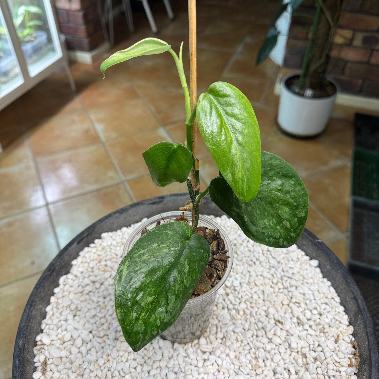 Scindapsus Silver Splash Dark - EEII