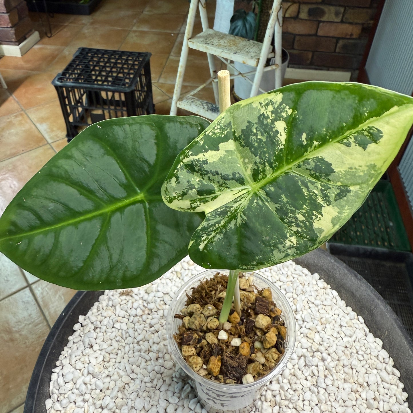 Alocasia Frydek - AF