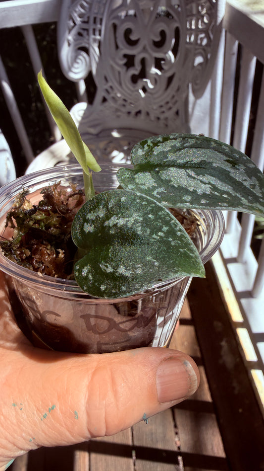 Scindapsus Dark Form Tri Colour non tc 8