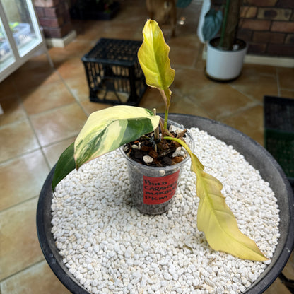 Philodendron Caramel Marble non tc - PKM3