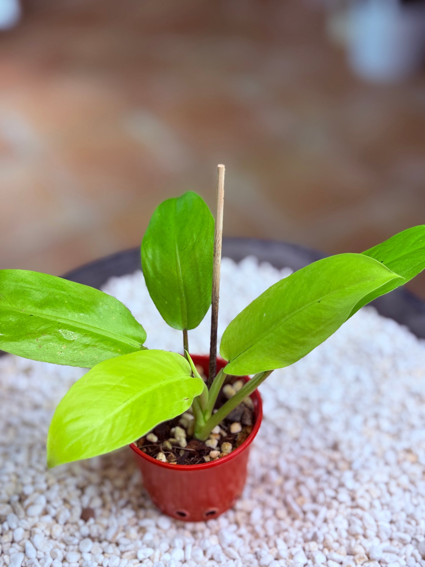 Philodendron Thai Sunrise - PTS