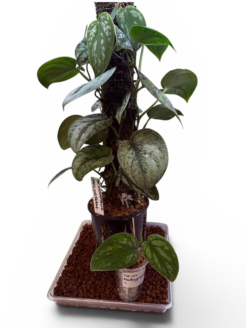 Scindapsus Hologram - SH1 - big plant - Mother