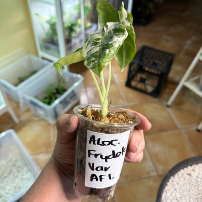 Alocasia Frydek - AF3