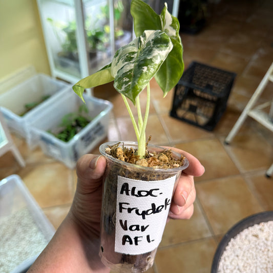 Alocasia Frydek - AF3