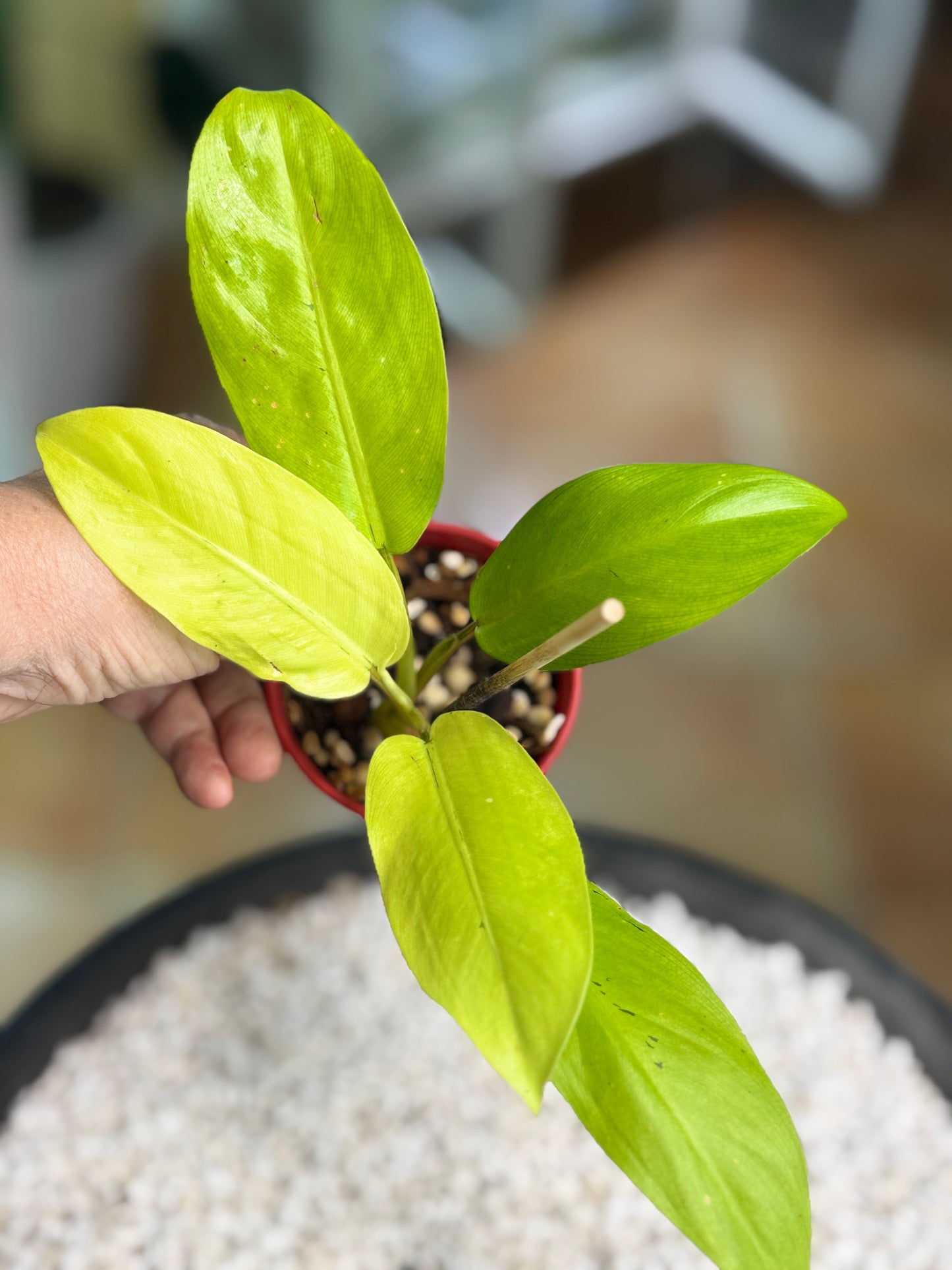 Philodendron Thai Sunrise - PTS