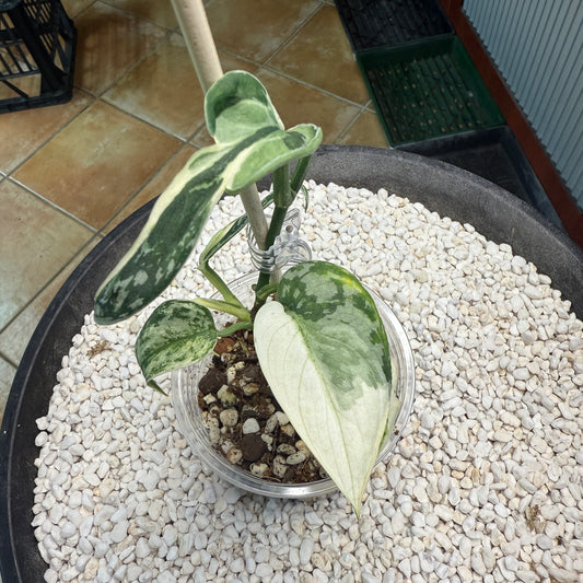 Scindapsus Mayari Albo