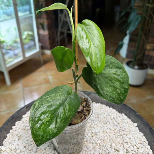 Scindapsus Silver Splash Dark - EEII