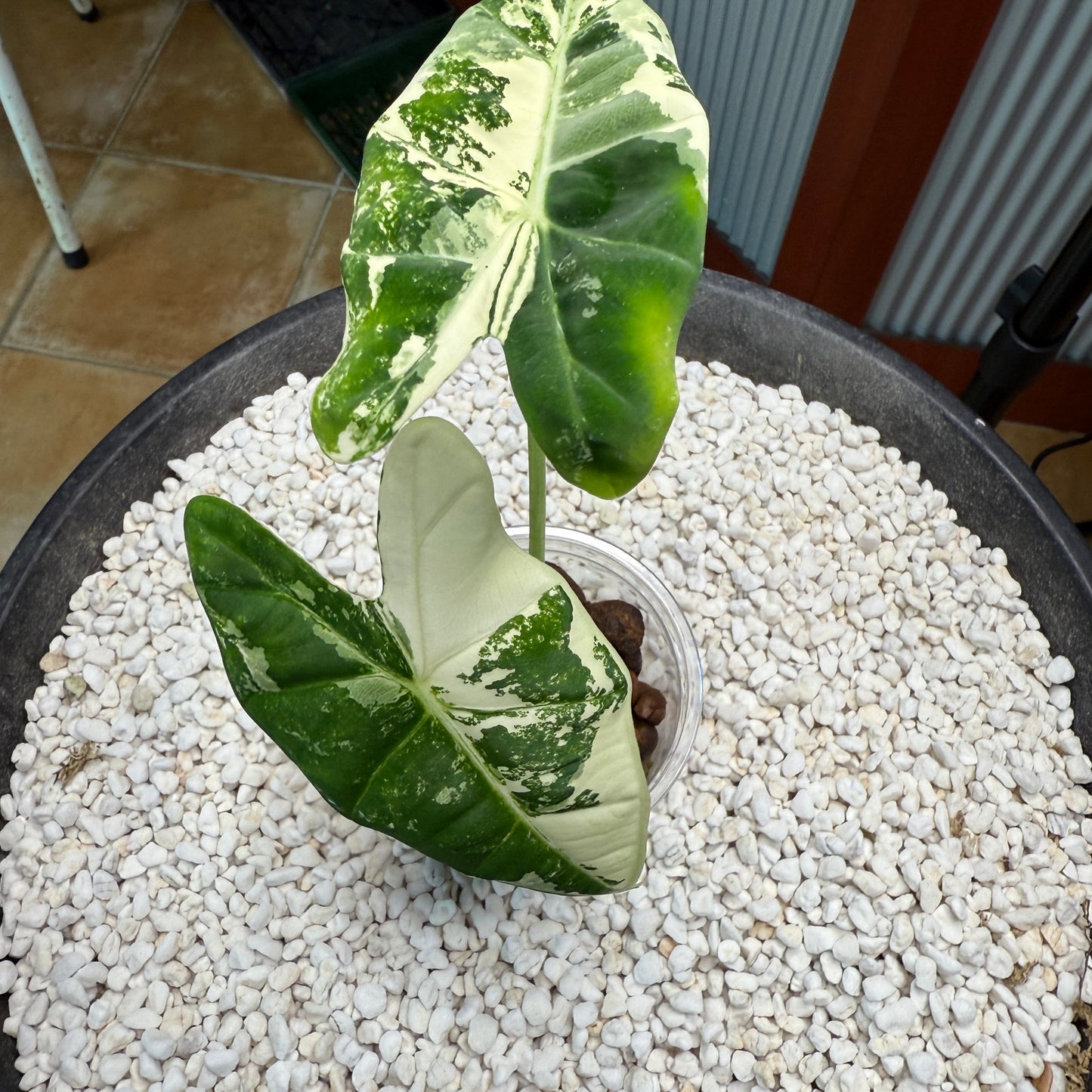 Alocasia Frydek - AF2