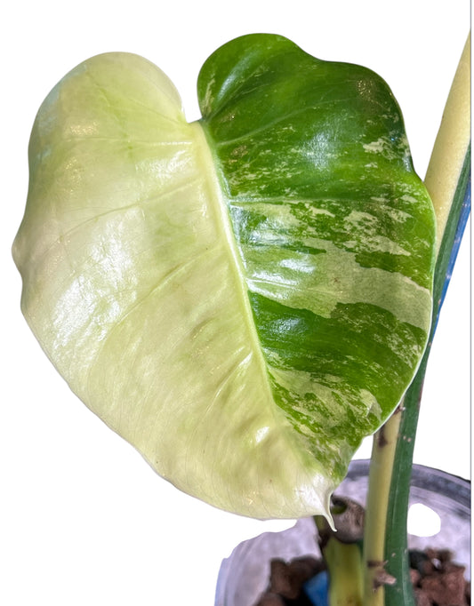 Monstera Yellow Thai