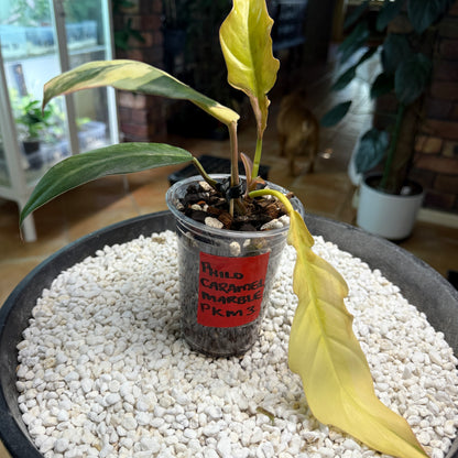 Philodendron Caramel Marble non tc - PKM3