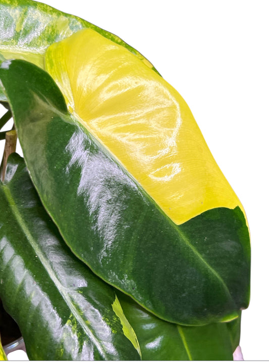 Philodendron Variegated Burle Marx
