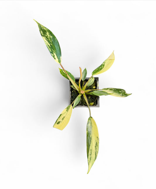 Philodendron Joepii Variegated - (base of plant)