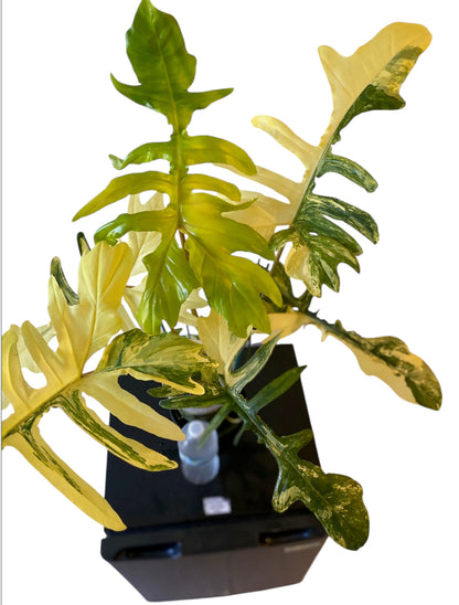 Philodendron Florida Beauty x Mayoi - HUGE Plant
