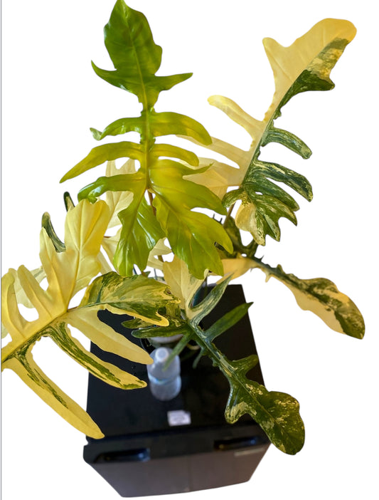 Philodendron Florida Beauty x Mayoi - HUGE Plant