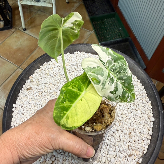 Alocasia Frydek - AF1