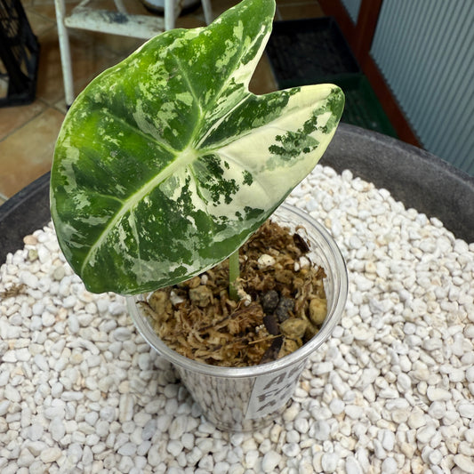 Alocasia Frydek - AF3
