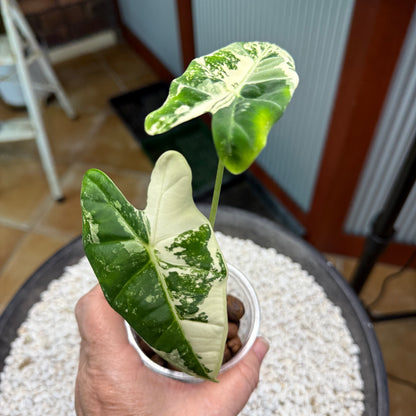 Alocasia Frydek - AF2